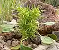 Chorizanthe rigida