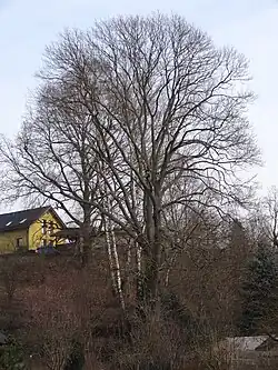 Jasan v Muzejní ulici (2018)
