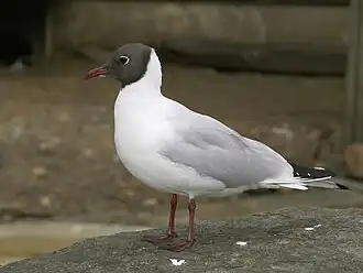 alternativní popis obrázku chybí