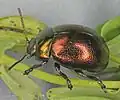 Mandelinka proměnlivá (Chrysolina varians)