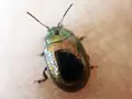 Mandelinka Chrysolina hyperici