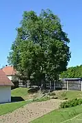 Chudčická lípa