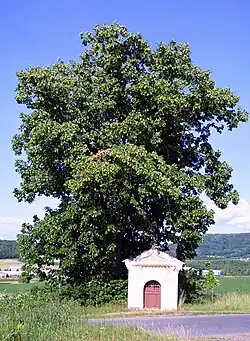 Lípa s kapličkou