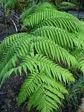 List Cibotium glaucum