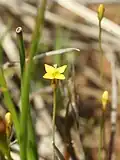 Kvetoucí Cicendia filiformis