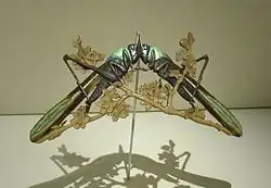 Cikády, Muzeum Calouste Gulbenkian