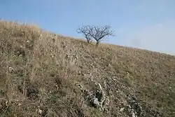 Teplomilné skalní stepi v NPP Cikánka I