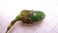 Plod Cinnamomum iners