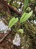 Microgramma squamulosa