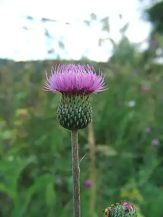 alternativní popis obrázku chybí