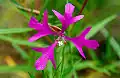 Lokanka Clarkia pulchella