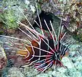 Perutýn paprsčitý Pterois radiata