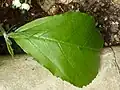 List Clerodendrum schweinfurthii