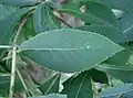 Detail listu jochovce Clethra barbinervis