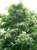 Rozkvetlý jochovec Clethra barbinervis