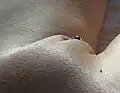 Viditelnost stydké štěrbiny je ovlivněna genitálním piercingem.