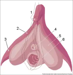 1: poštěváčková kapuca, 2: corpus cavernosum, 3: crus clitoris, 4: ústí močové trubice, 5: bulbus vestibuli, 6: poševní vchod