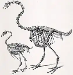 Cnemiornis calcitrans a pro srovnání kostra husy kuří (menší kostra vlevo)