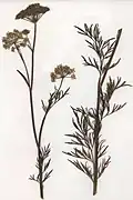 Rostlina z herbáře