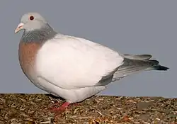 Koburský skřivan