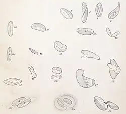 Coccomyxa confluens