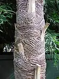 Kmen Coccothrinax miraguama