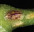 Puklice Coccus hesperidum