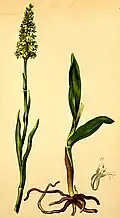 Botanická ilustrace