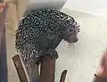 Kuandu obecný v pavilonu Amazonie