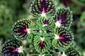 Barevné listy kultivarů druhu Plectranthus scutellarioides (dříve Coleus blumei)