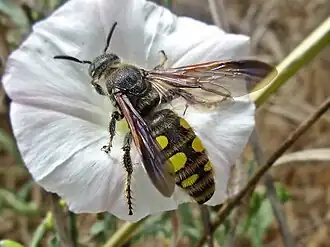 Žahalka žlutoskvrnná (Colpa sexmaculata)
