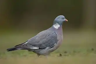 alternativní popis obrázku chybí