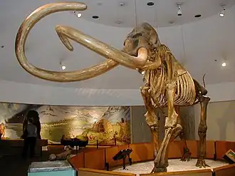 Mamut kolumbuský