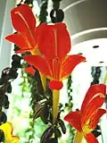 Columnea x banksii