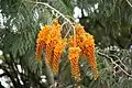 Colvillea racemosa