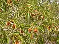 Uzlenec Combretum micranthum