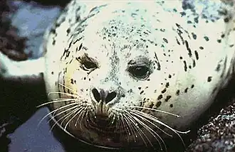 Tuleň obecný s bílou srstí, černými skvrnami a bílými vibrisy