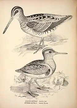John Gould, 1877