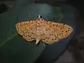 Můra Conogethes punctiferalis