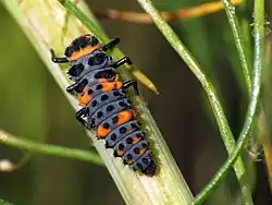 Larva