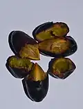 Vařené plody Canarium schweinfurthii