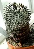 Copiapoa columna-alba má silný voskový povlak na ochranu proti slunci.