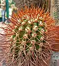 Copiapoa taltalensis má husté otrnění různých barev.