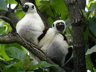 Ankarafantsika
