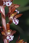 Detail květů Corallorhiza maculata