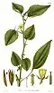 Corchorus olitorius (nákres)