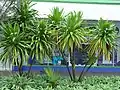 Cordyline obtecta 'Emerald Goddess'