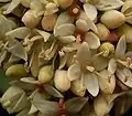 Svída bílá (Cornus alba) - detail květů