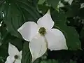 Dřín japonský (Cornus kousa)