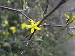 Květ Corokia cotoneaster